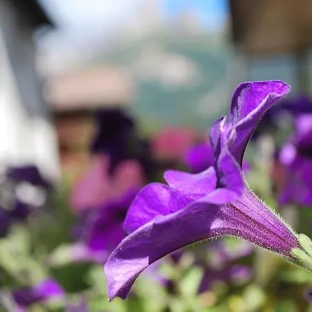 Διαμέρισμα L'aida